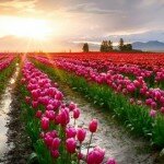 Profile photo of Vicki