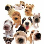 Group logo of RV Pets