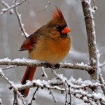 Group logo of SnowBirds