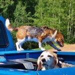 angie-looking-for-escape