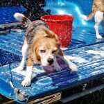 angie-shaking-it-off