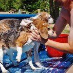 beagle-tailgate-bath