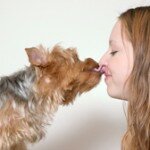 yorkie-kiss