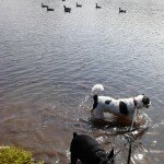 dogs-geese-jul-12
