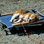 angie-sleeping-on-folded-chairs