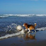 angie-cannon-beach-4