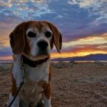 angie-at-the-salton-sea-2