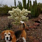 angie-with-cholla-and-organ-pipes