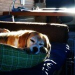 angie-enjoys-the-sunbeam