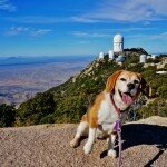 happy-beagle-at-kitt-peak