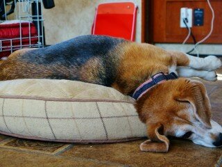 13 year old baegle (2)