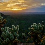 Saguaro National Park