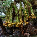 chain-fruit-cholla-cactus