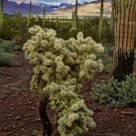 chain-fruit-cholla-in-organ-pipe-nm