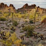 desert-landscape-near-ajo-az