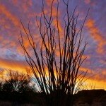 ocotillo-plant