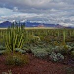 organ-pipe-nm-landscape