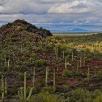 organ-pipe-nm-landscape-2