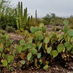 prickly-pears