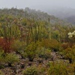 rainy-foggy-day-in-organ-pipe