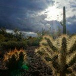 sun-breaks-through-on-the-cactus