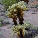 teddy-bear-cholla