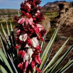 big-bend-ranch-state-park-10