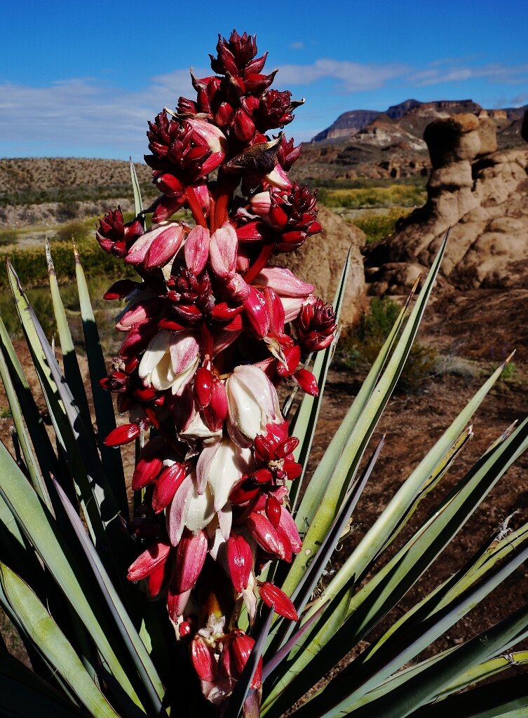 big-bend-ranch-state-park-10