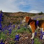 big-bend-ranch-state-park-2