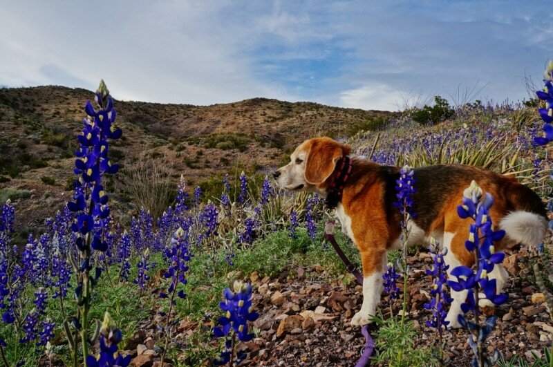 big-bend-ranch-state-park-2