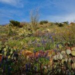 big-bend-ranch-state-park-3