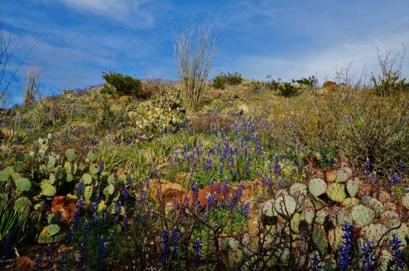 big-bend-ranch-state-park-3