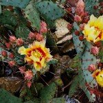 big-bend-ranch-state-park-5