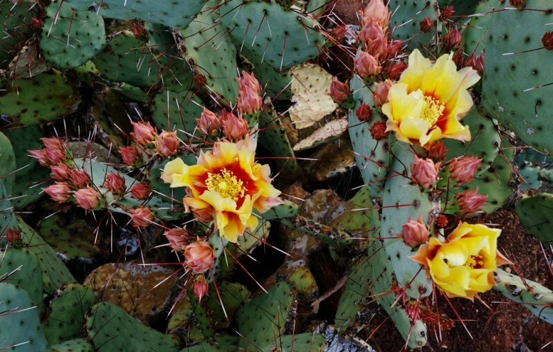 big-bend-ranch-state-park-5