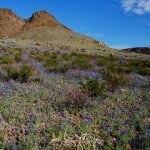 big-bend-ranch-state-park-6