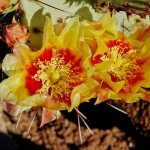 big-bend-ranch-state-park-7