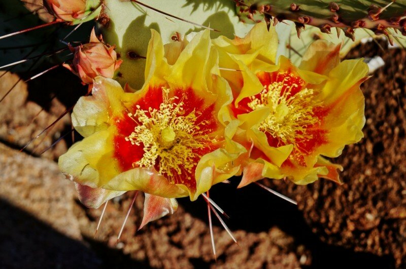 big-bend-ranch-state-park-7