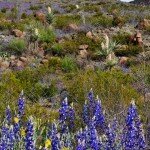 big-bend-ranch-state-park-8