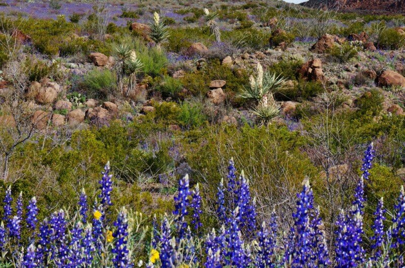 big-bend-ranch-state-park-8
