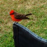 vermillion-flycatcher
