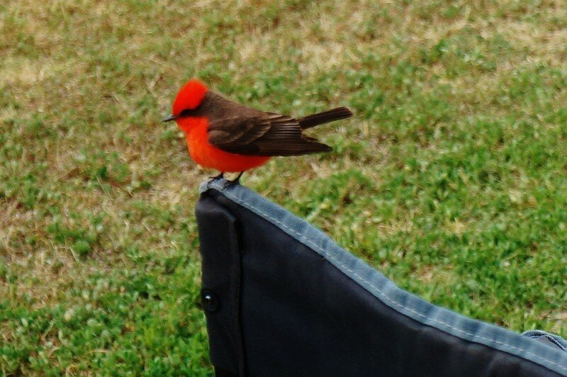 vermillion-flycatcher