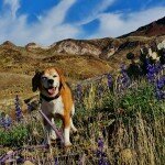 angie-on-the-blue-bonnets