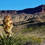 flowering-yucca-lajitas-texas