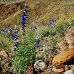 wild-flowers-big-bend