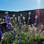 wildflowers-near-lajitas-tx