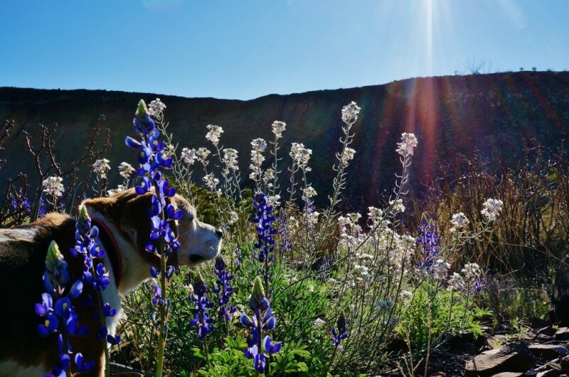 wildflowers-near-lajitas-tx