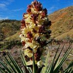 yucca-flower