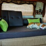 Happy doggie with new daybed