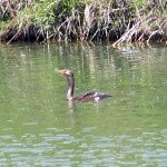 Cormorant 1