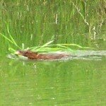 Muskrat_Hauling_Home